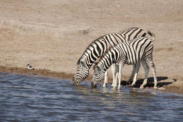 Namibia, Etosha NP Zebras drink at a waterhole